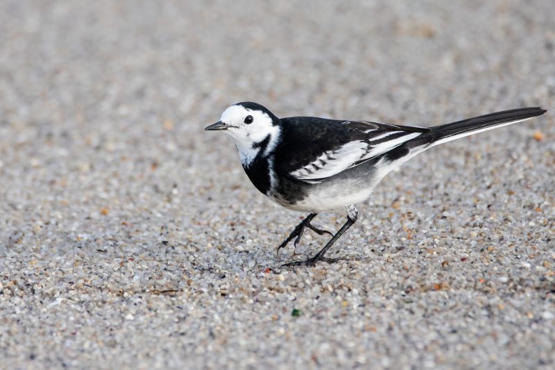 Bergeronnette de Yarrell